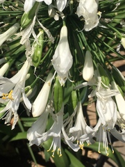 Agapanthus