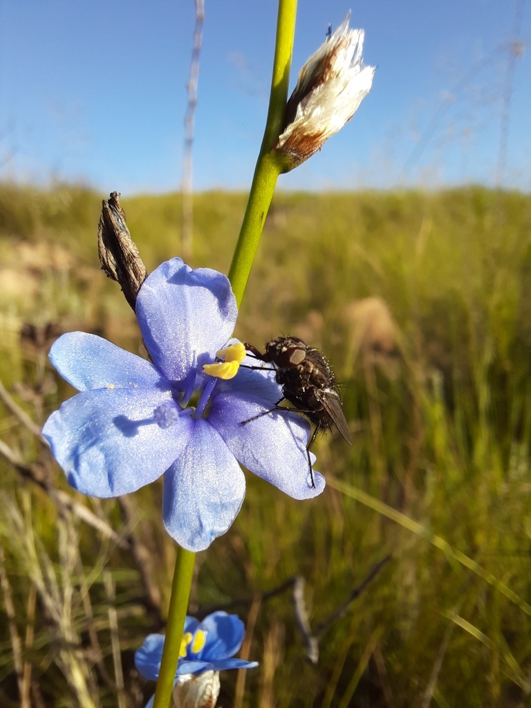 Khahla Capeblue