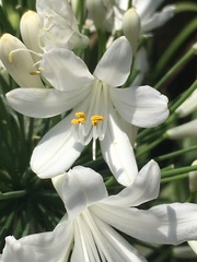 Agapanthus