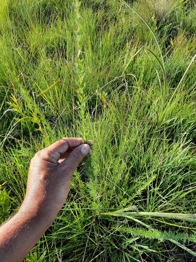 Indigofera rostrata from uThukela Di…