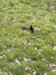 Spodiopsar cineraceus