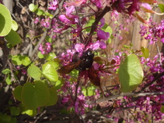 Xylocopa sonorina