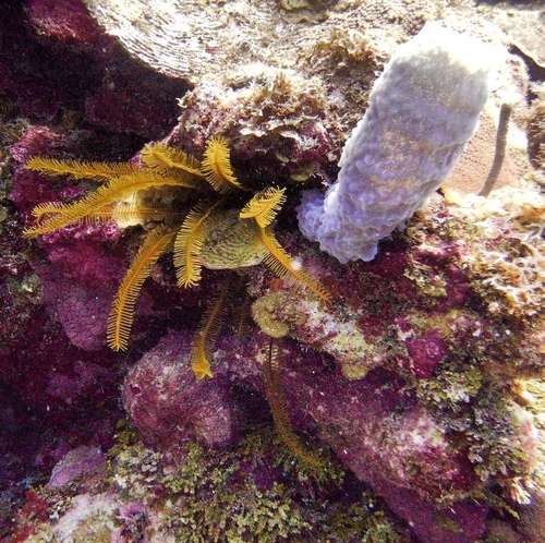Davidaster rubiginosus