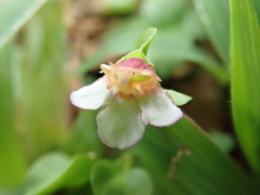 Torenia polygonoides