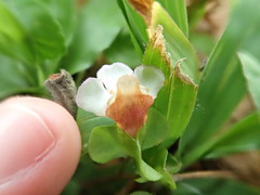 Torenia polygonoides