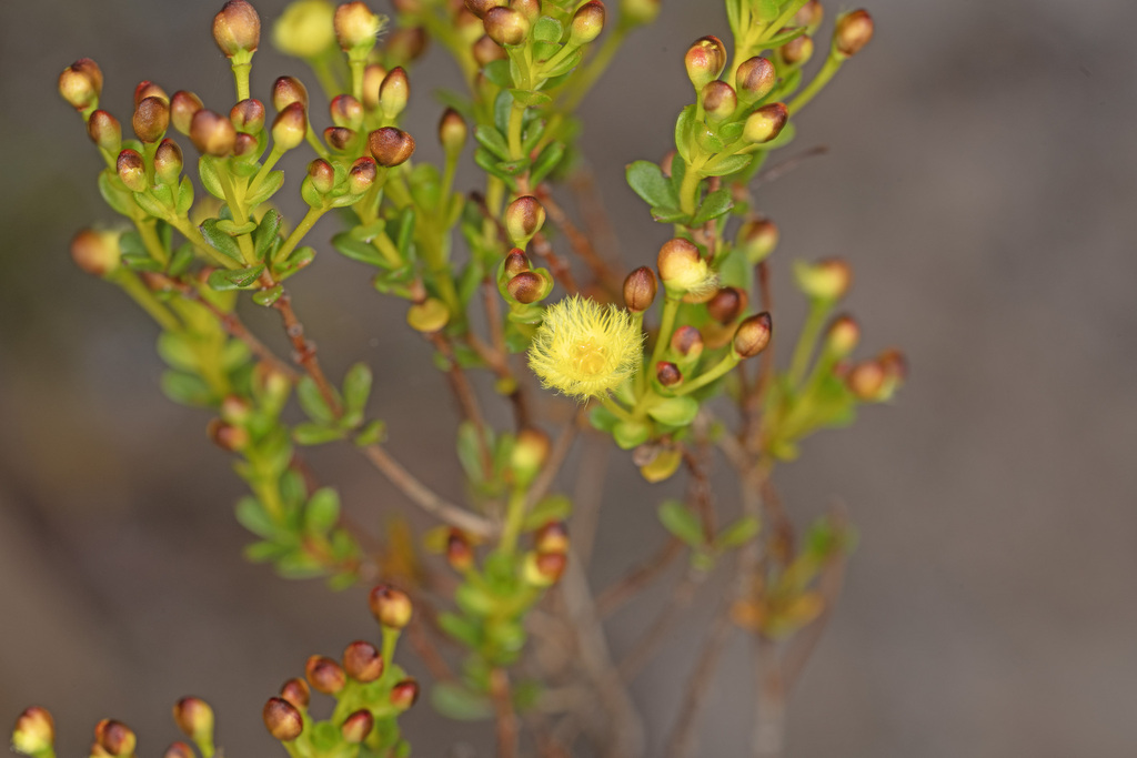 Verticordia subulata