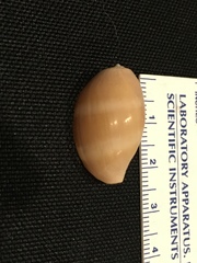 Lyncina