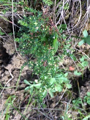 Galium californicum