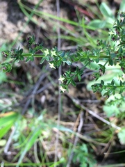 Galium californicum