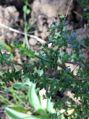 Galium californicum