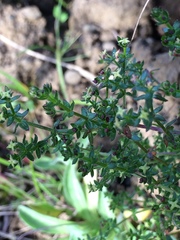 Galium californicum