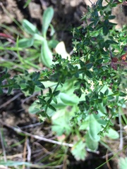 Galium californicum