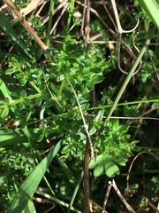Galium californicum