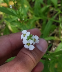 Cakile lanceolata