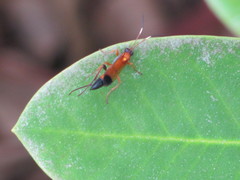 Ctenochares bicolorus