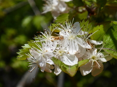 Crataegus marshallii