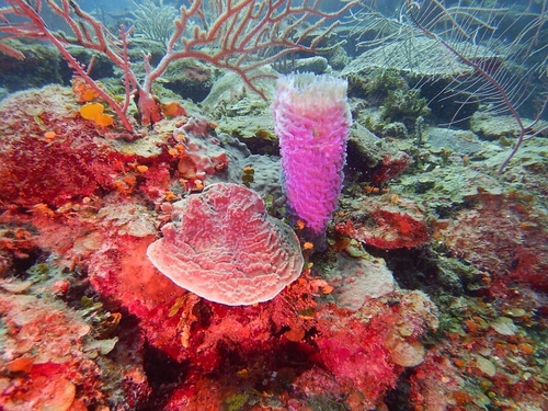 Helioseris cucullata