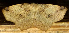 Antepione thisoaria