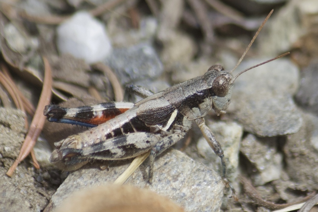 Riley's Short-wing Grasshopper