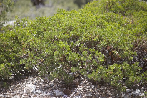 Arctostaphylos parryana, photograph 6