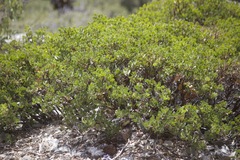 Arctostaphylos parryana, photograph author not stated, no rights reserved