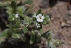 Plagiobothrys canescens