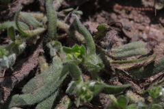 Plagiobothrys canescens