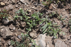 Plagiobothrys canescens