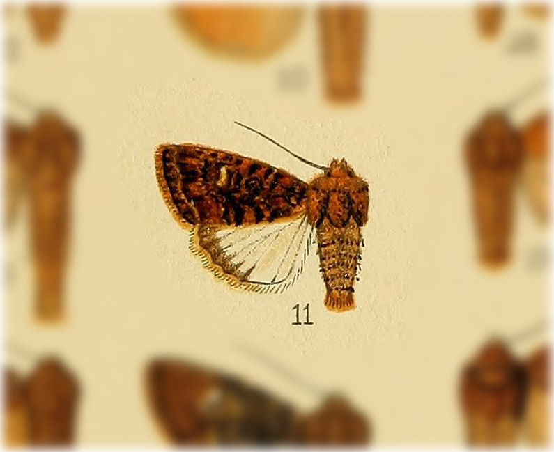 Dypterygia punctirena