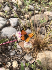 Lycaena cupreus