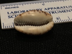 Pseudozonaria arabicula