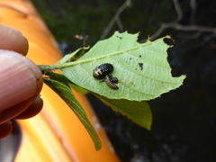 Chrysomela interrupta