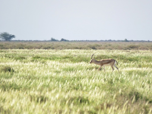 Sand Gazelle