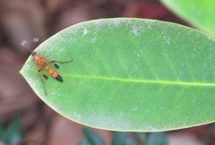 Ctenochares bicolorus