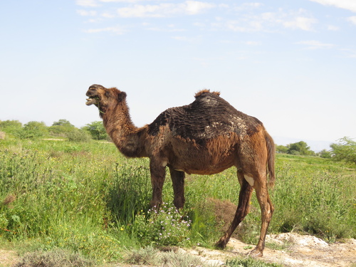 Dromedary Camel