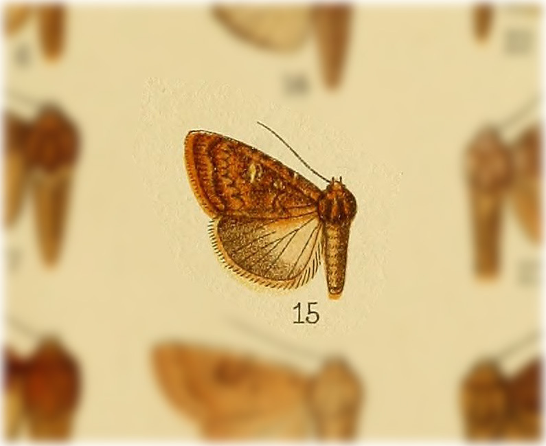 Condica carcoma