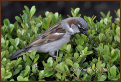 Passer domesticus