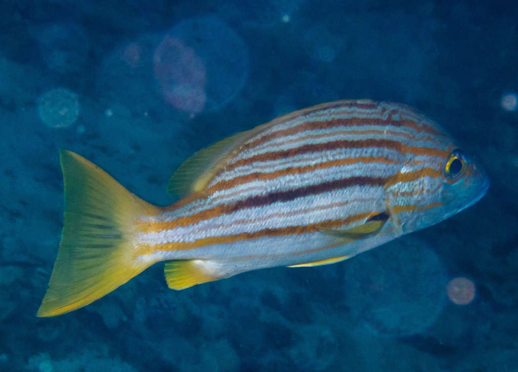 Dusky-striped Sea-perch