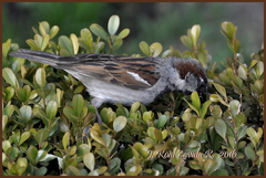 Passer domesticus
