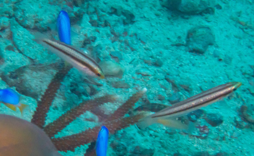 Shoulderspot Wrasse (Leptojulis cyanopleura)