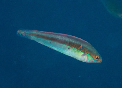 Shoulderspot Wrasse (Leptojulis cyanopleura)