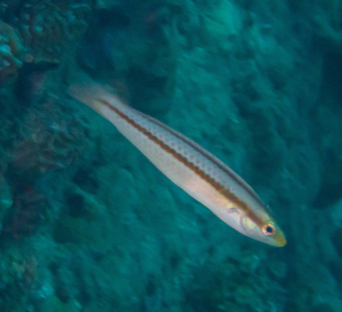 Shoulder-spot wrasse (Leptojulis cyanopleura) — Labridae — 4