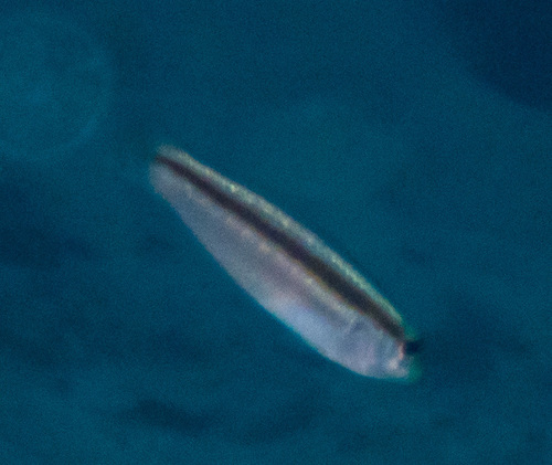 Shoulderspot Wrasse (Leptojulis cyanopleura)