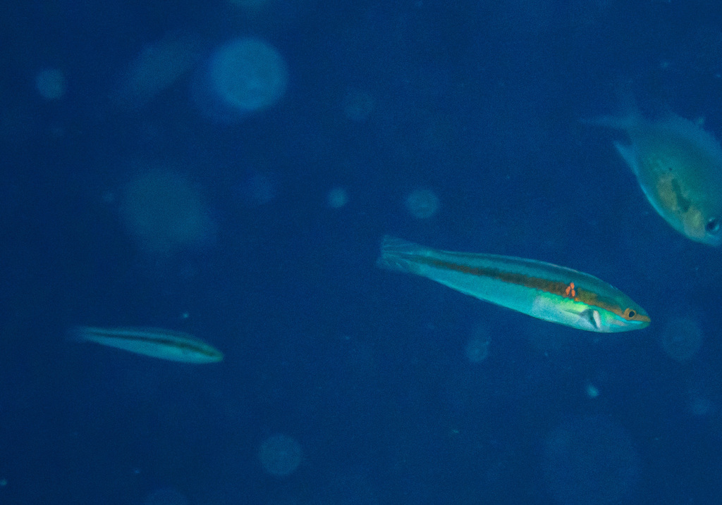 Shoulderspot Wrasse (Leptojulis cyanopleura) — recorded at Hin Ngam Bay