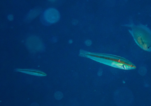 Shoulderspot Wrasse (Leptojulis cyanopleura)