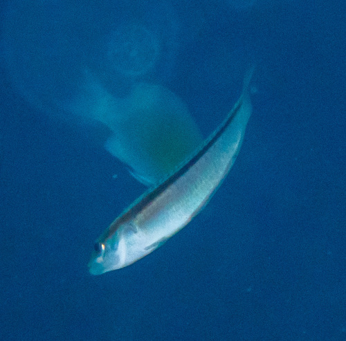 Shoulderspot Wrasse (Leptojulis cyanopleura)