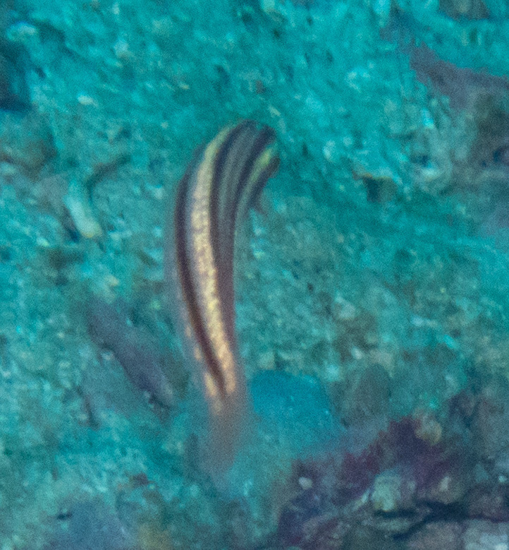 Shoulderspot Wrasse (Leptojulis cyanopleura) — recorded at Samran Pinnacle