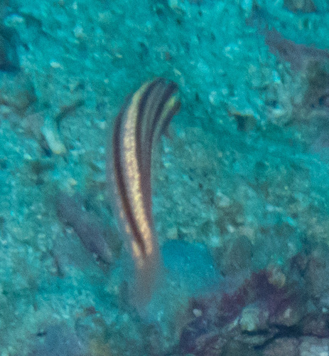 Shoulderspot Wrasse (Leptojulis cyanopleura)
