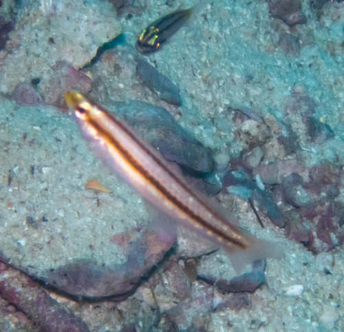 Shoulderspot Wrasse (Leptojulis cyanopleura)
