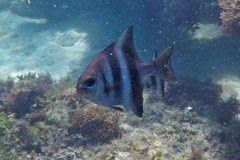 Scorpis georgiana